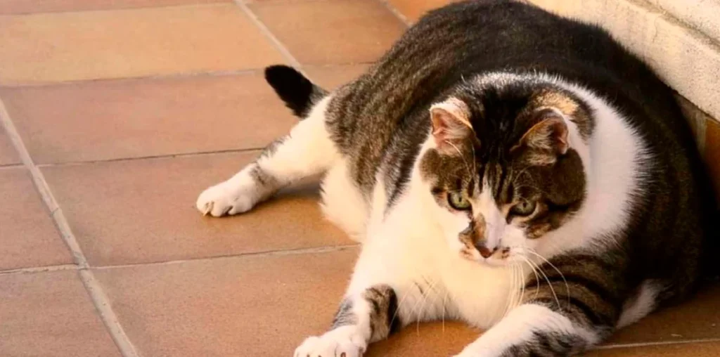 Como cuidar la apariencia y evitar el sobrepeso en gatos