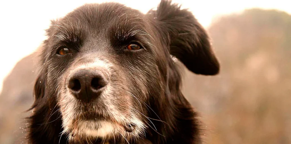 Cómo debe ser la alimentación de perros adultos