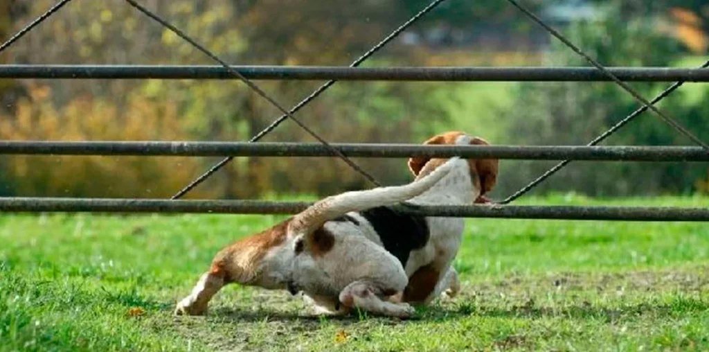 Cómo evitar el escape de perros de nuestra casa