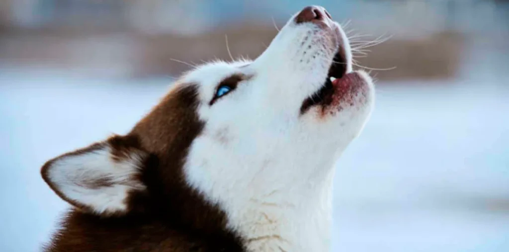 Tu perro aúlla, Conoce aquí los motivos y la forma de controlarlo