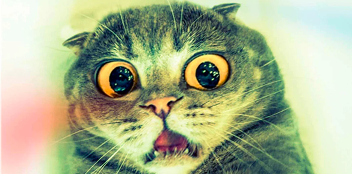 Consejos para llevar gatos al veterinario