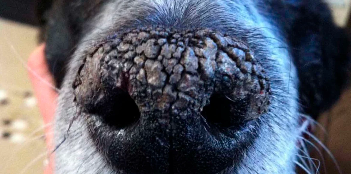Nariz reseca de los perros Causas y Tratamientos