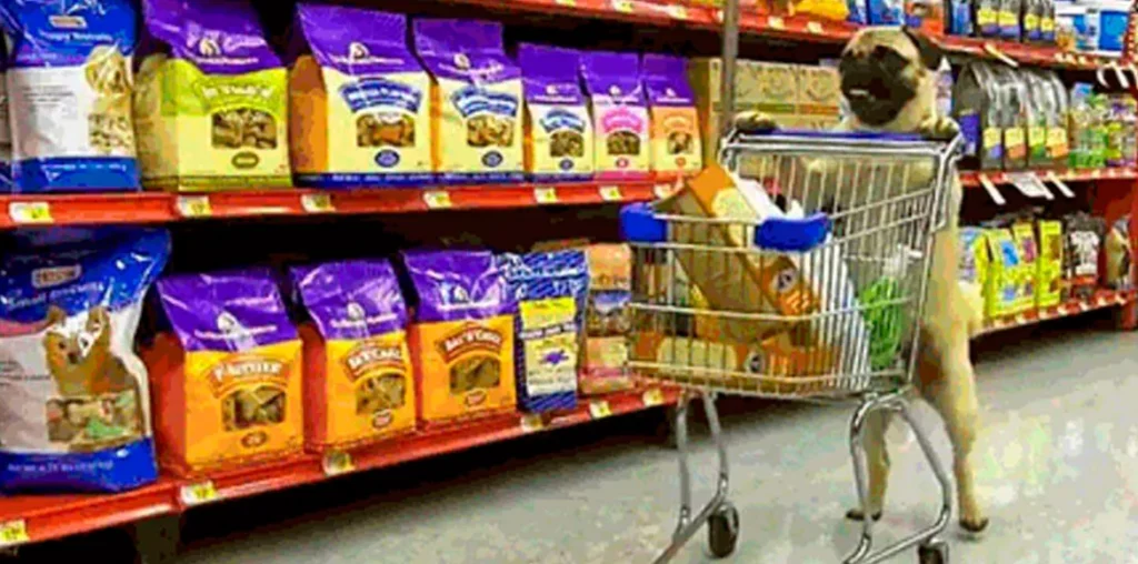 Utensilios y productos caninos: te presentamos los imprescindibles