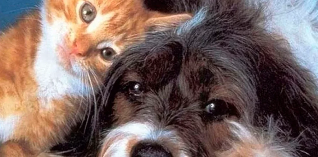 Mitos peligrosos sobre la esterilización de mascotas