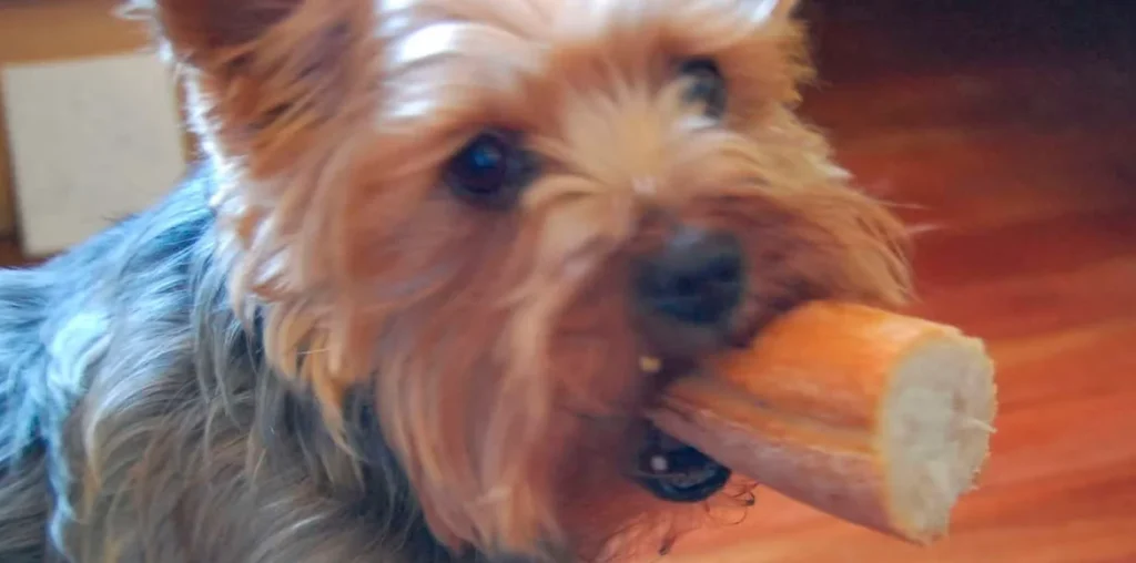 Pueden los perros comer pan