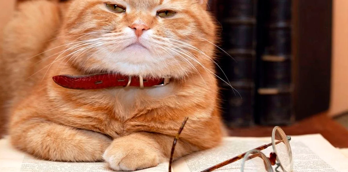 Cómo cuidar de un gato anciano