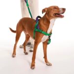 Arnés SofterWalk (S, M, L) Hulk (Marvel) Zee.Dog - Edición Limitada - Imagen 3