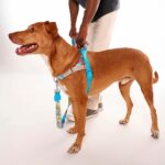 Arnés SofterWalk (S, M, L) Thor (Marvel) Zee.Dog - Edición Limitada - Imagen 3