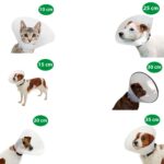 Collar Isabelino - Perros y Gatos