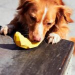 Juguete para perro Zeedog Fruitz Banana - Imagen 2