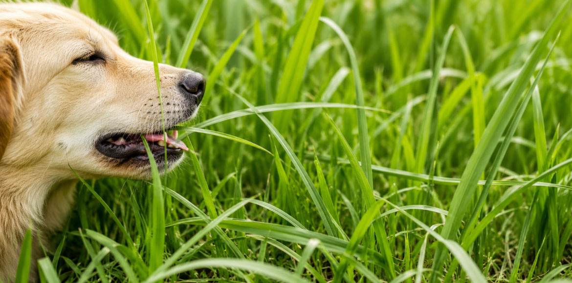 Mi perro come pasto en el jardín